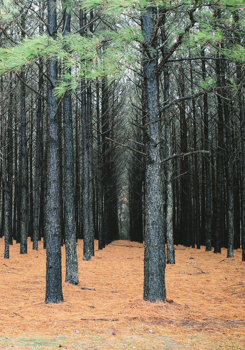 loblolly pine forest