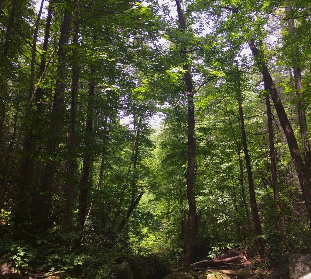 woods crop
