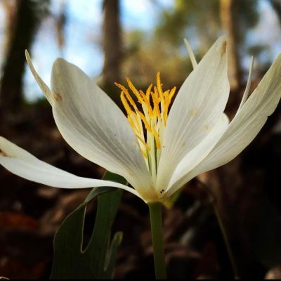 bloodroot