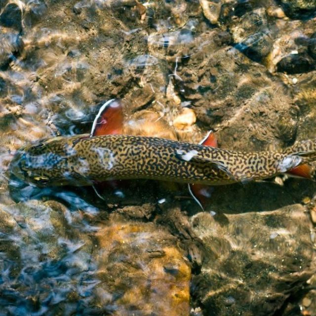 View from above as a brook trout, with it's worm-like back markings, swims in a rocky stream.