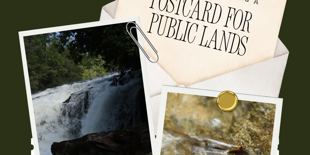 Night Market Postcard Event