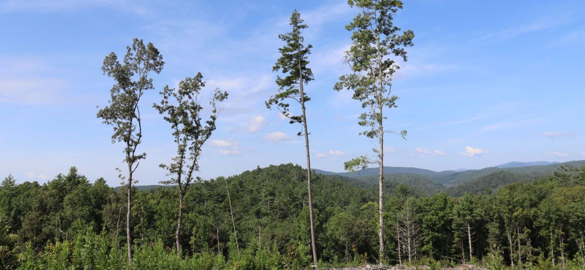 White Pine owl branch 2026