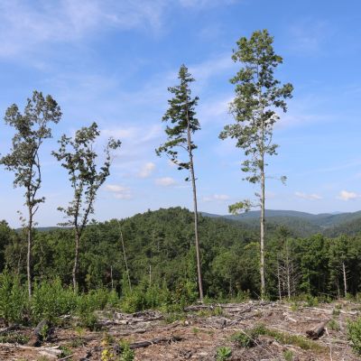 White Pine owl branch 2026