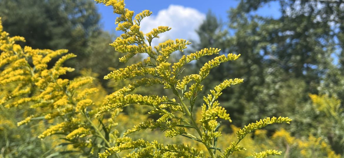 Goldenrod_CC1