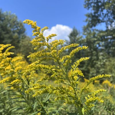 Goldenrod_CC1