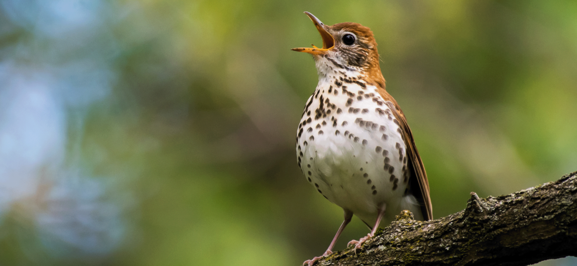 Wood Thrush from Cornell Ornithology