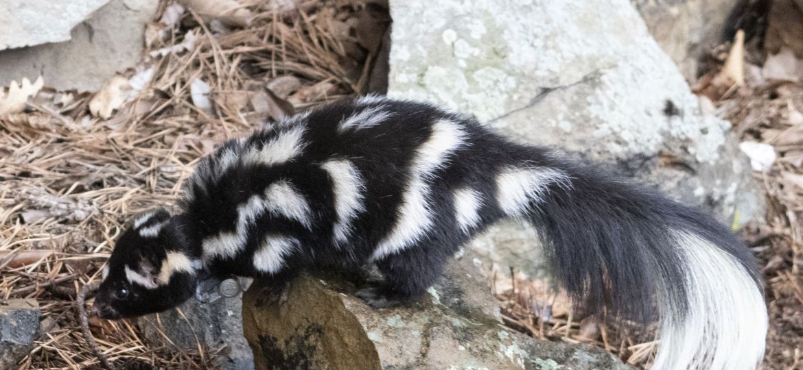 usfws-eastern-spotted-skunk